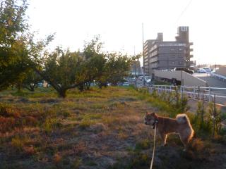夕焼けさんぽ