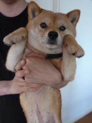 いまからシャンプー