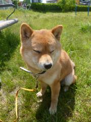 つかれた…