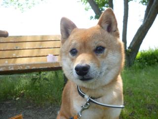 決め顔