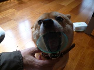 カップ犬2