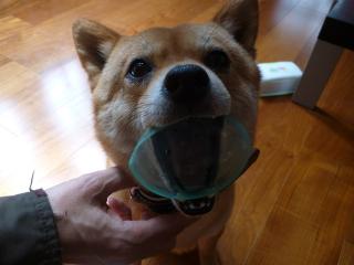 カップ犬1