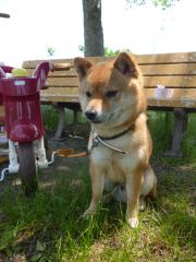 柴犬ハル
