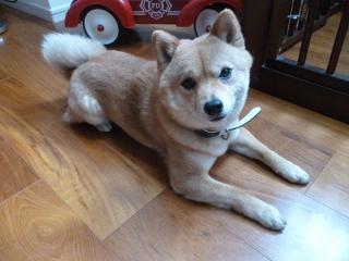 最近グルメなハル