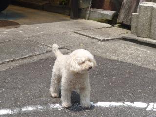 ライちゃん