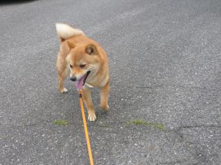 ぜぇぜぇ