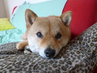 ハルにふりまわされる