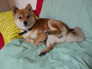 金環中ハル