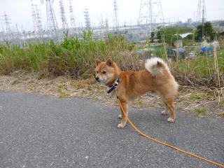 夕方さんぽ