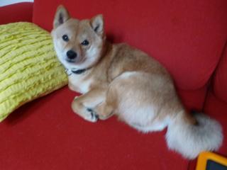 陣取り合戦