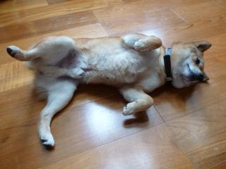 なでなさい。