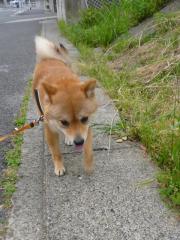 降ってきた!
