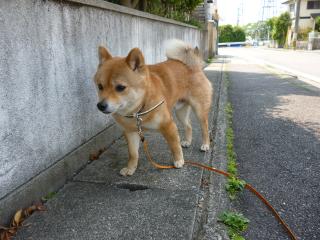 しぶしぶ歩き