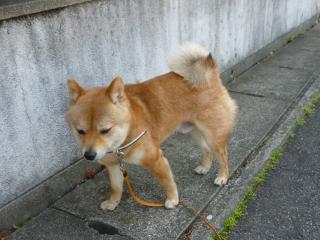 ハルの迷い