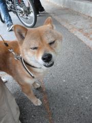 濡れた