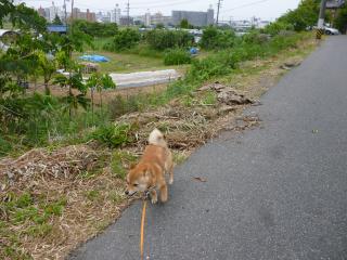 お散歩日和