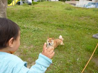 ふせー!