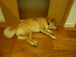 おしゃんぽ…