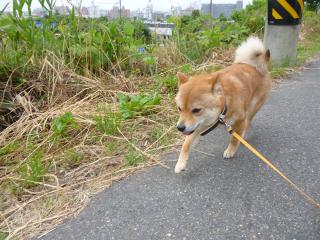ハルの時間~