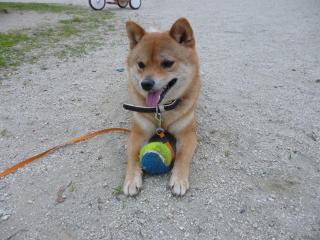 たのし