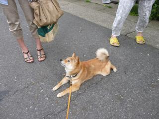 きいてるよ