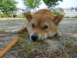草じゃま2