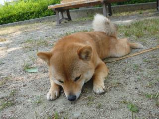 ぐったり