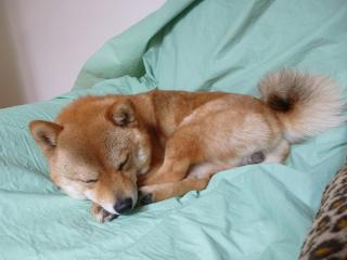ハル昼寝