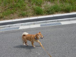 梅雨の晴れ間
