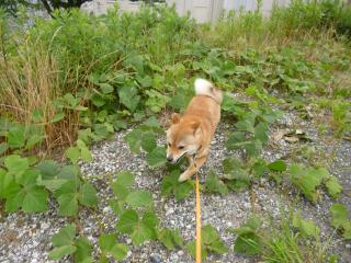 小雨だ