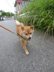 いそげハル