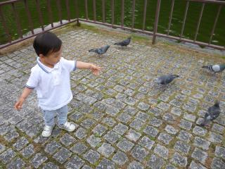 ハトに慣れた