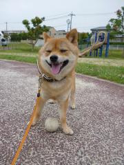 どうにも楽し