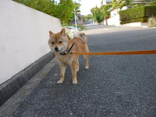 つかれたかも