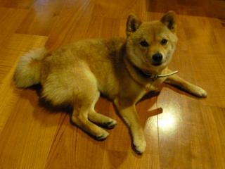 お留守番犬