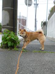 あめやだ