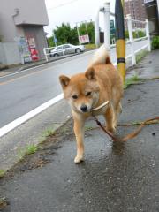 帰路は急ぎで