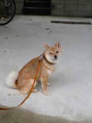 勝手に雨宿り