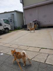 けん制