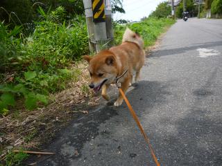 へっへっ