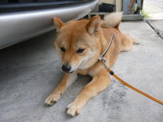 あちちち