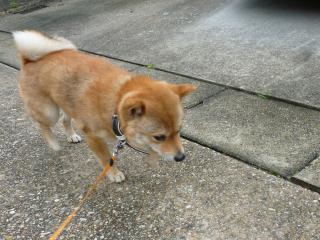 ふってきた~
