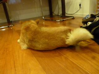 ナニ食べてる?
