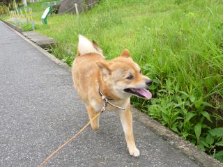 ムシムシさんぽ