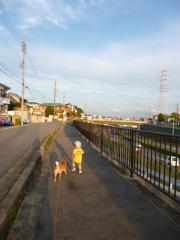 夕陽に映える