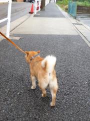 あめあめ