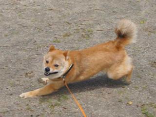 全力ダッシュ