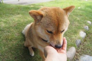 ぺちゃぺちゃ