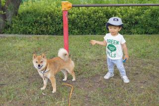 ボール登場