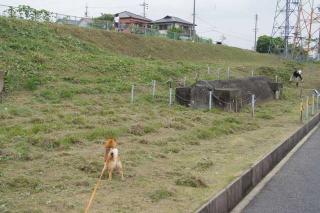 草さっぱり